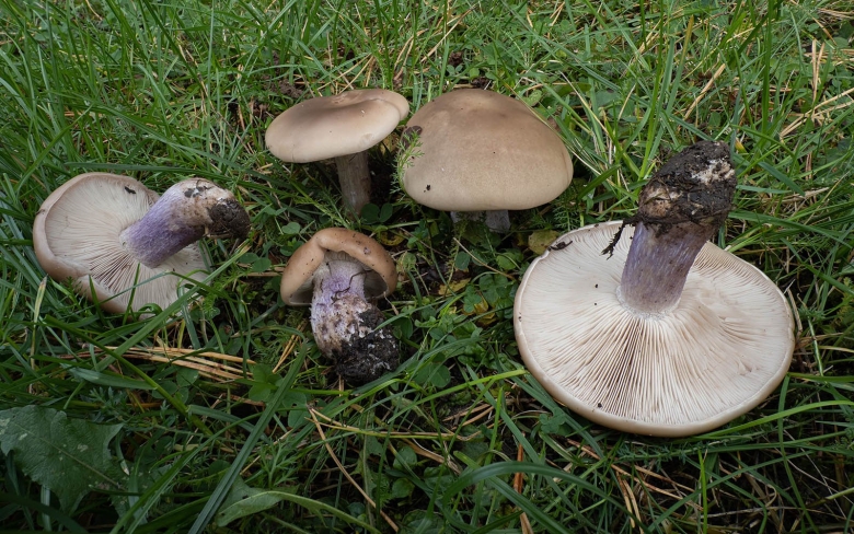 Рядовка лиловоногая Lepista personata