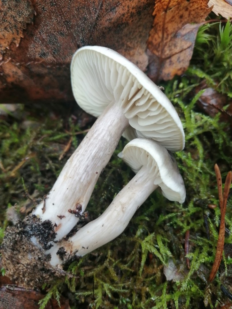 Гигрофор благоуханный hygrophorus agathosmus