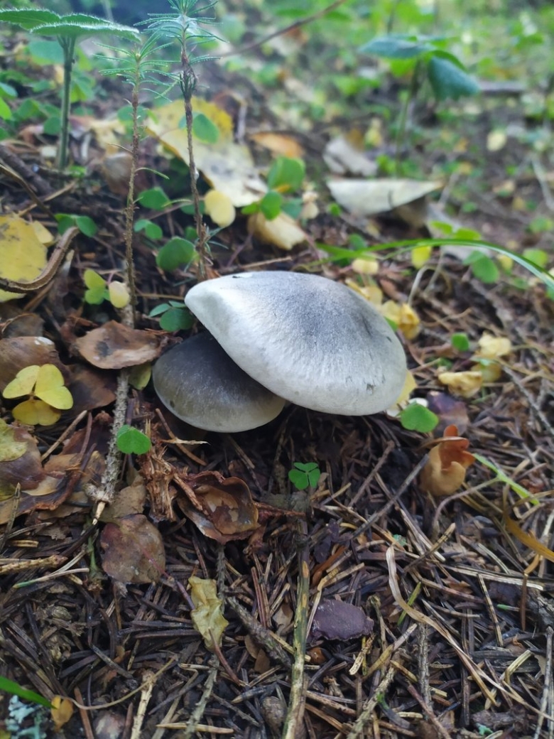 Горчаки грибы рядовки