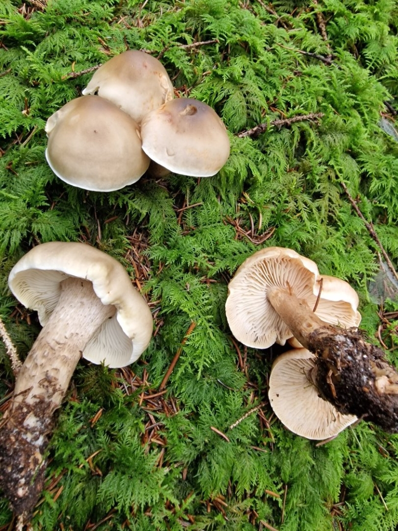 Tricholoma saponaceum