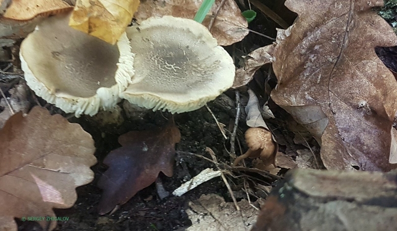 Гебелома клейкая валуй ложный