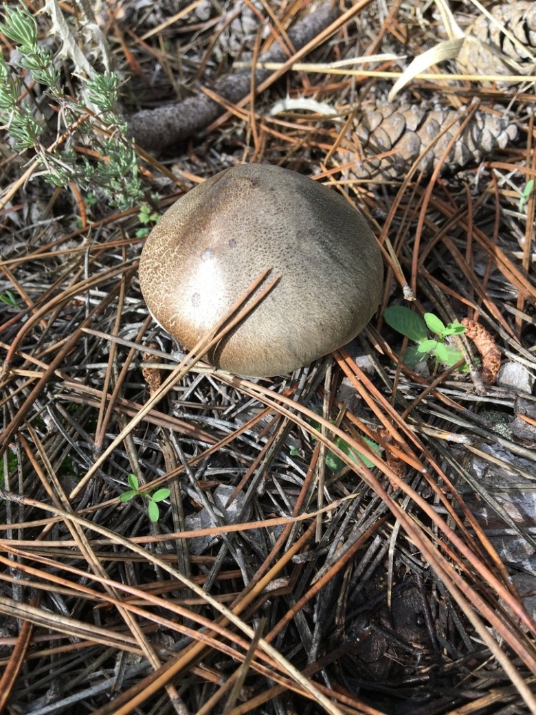 Гриб рядовка съедобный