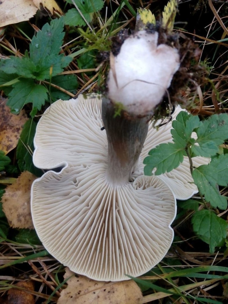 Гигрофор мартовский гриб