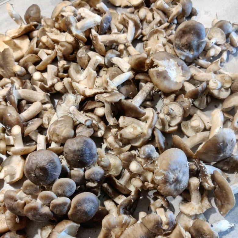 Лиофиллум скученный съедобный гриб