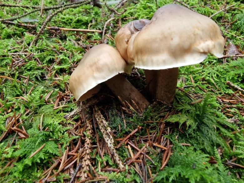 Tricholoma saponaceum
