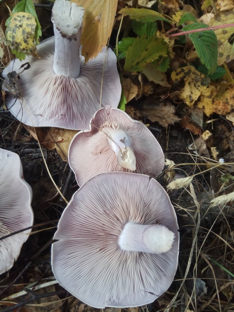 Гриб рядовка рядовка