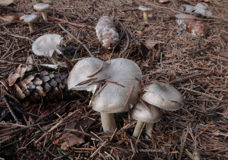 Рядовка серая съедобные грибы