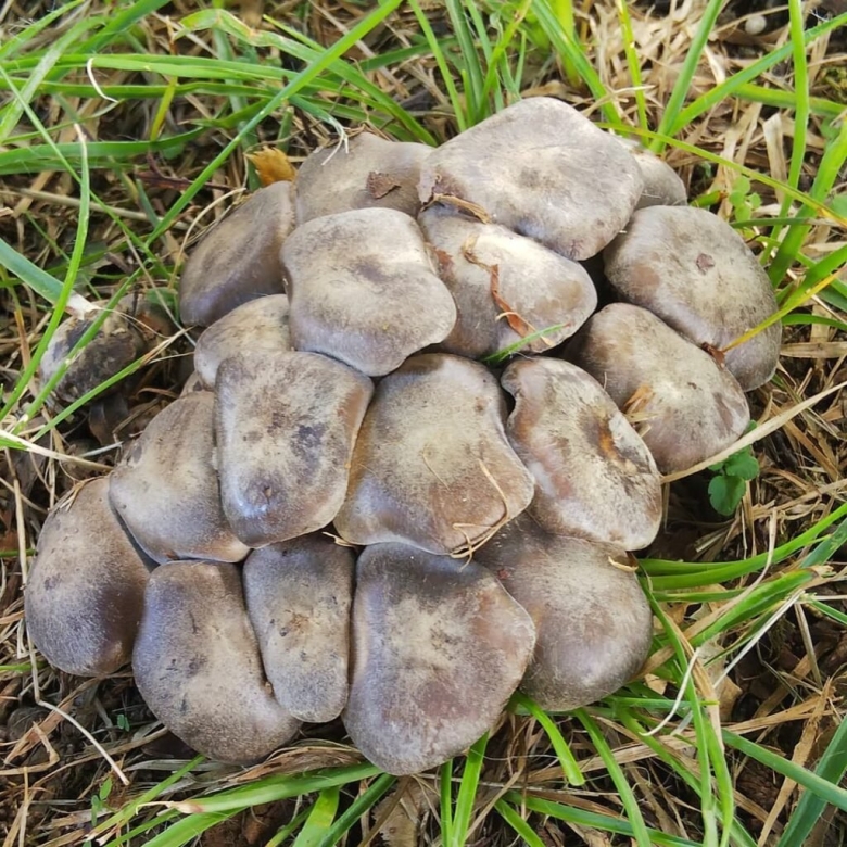 Рядовка землисто серая съедобная