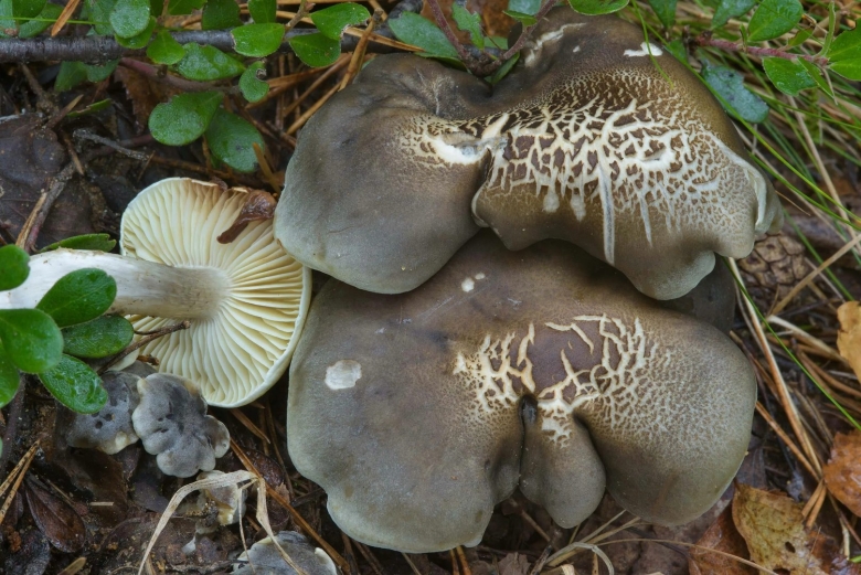 Рядовка исполинская гриб