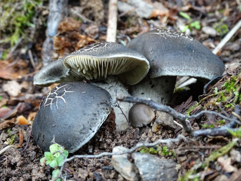 Грибы рядовки песочники