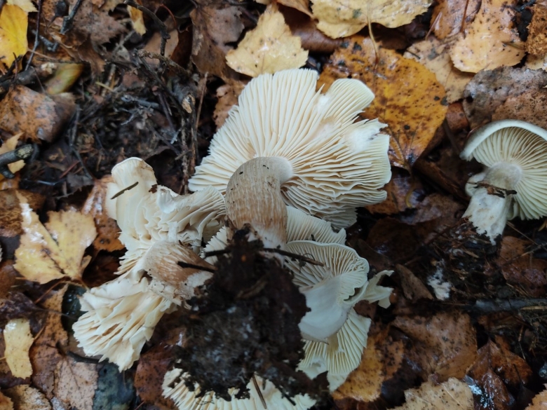 Бледная Лисичка гриб