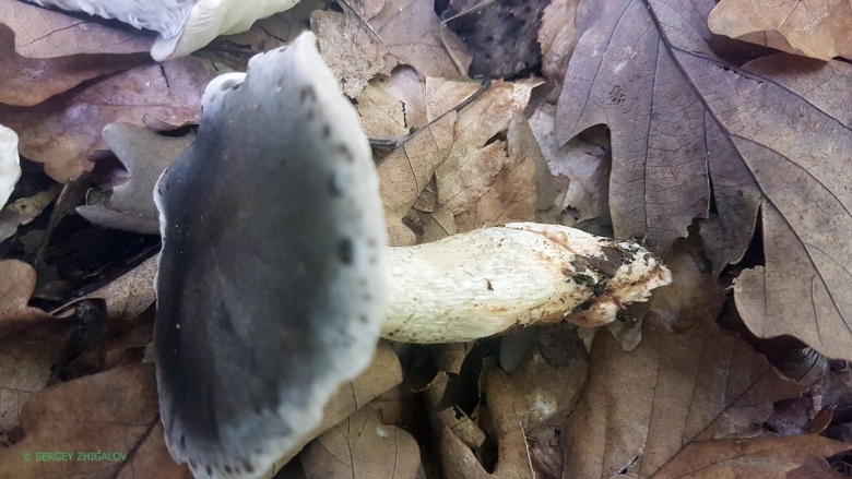 Рядовка серая tricholoma portentosum