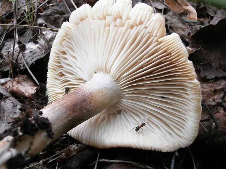 Грибы Удмуртии рядовки