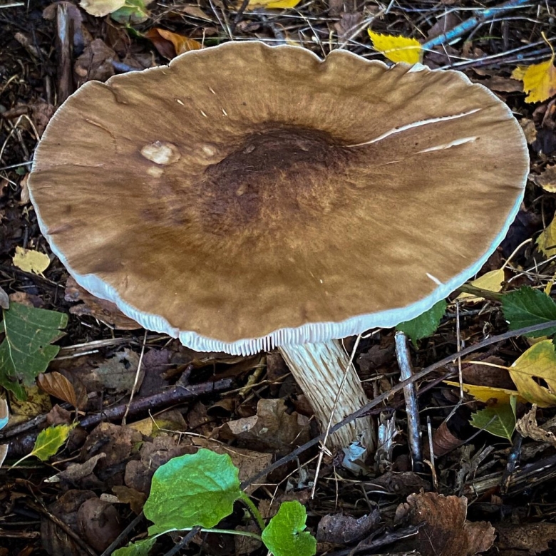 Горькие грибы