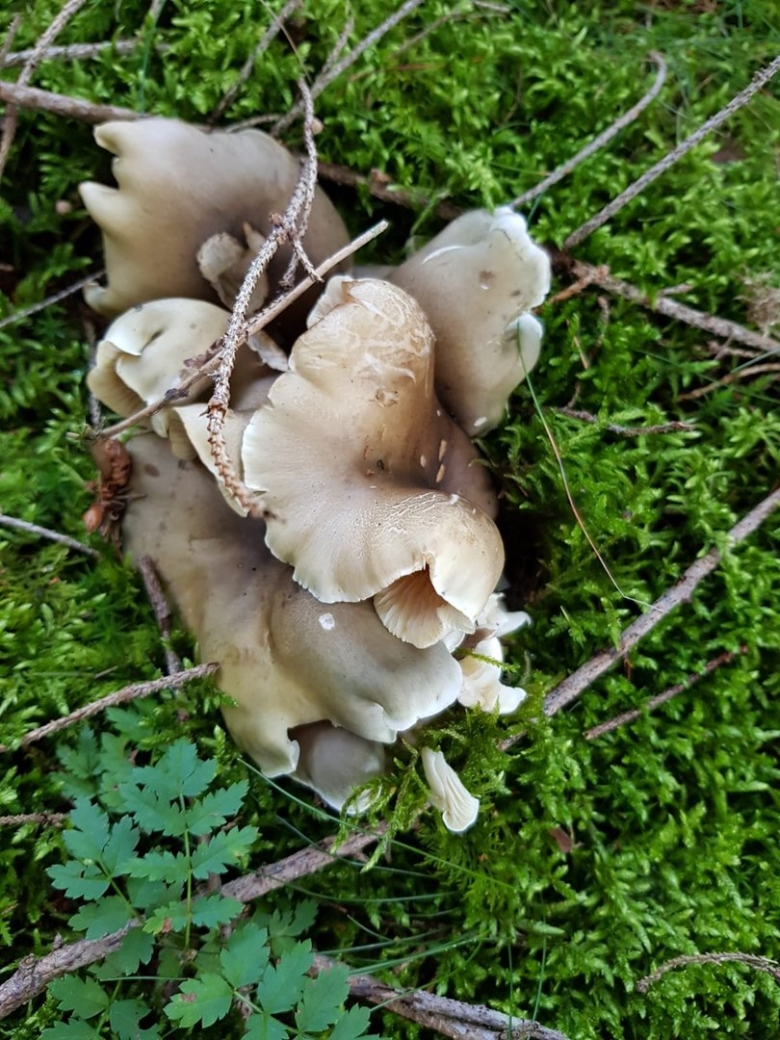 Грибы рядовки