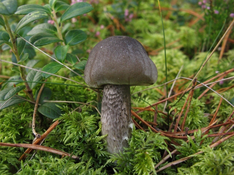 Подберезовик черноголовик