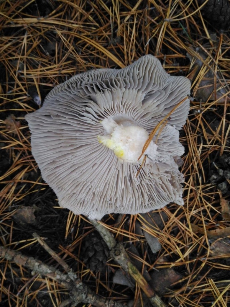 Гриб мыльная трихолома