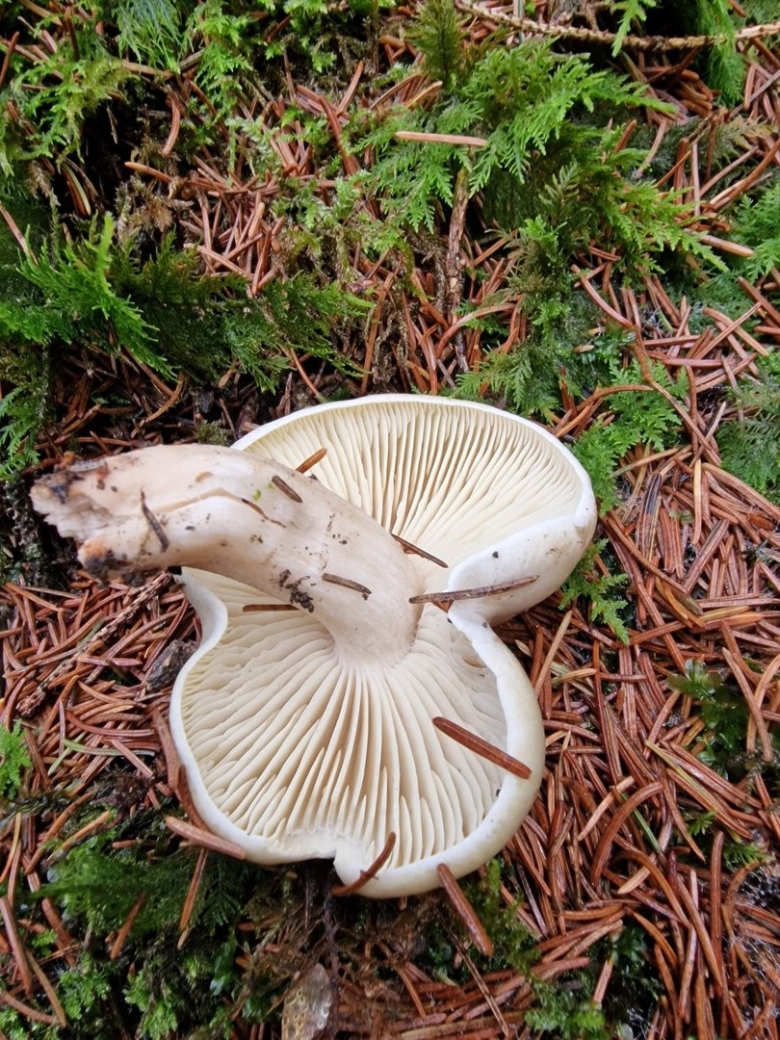 Млечник блеклый грибы