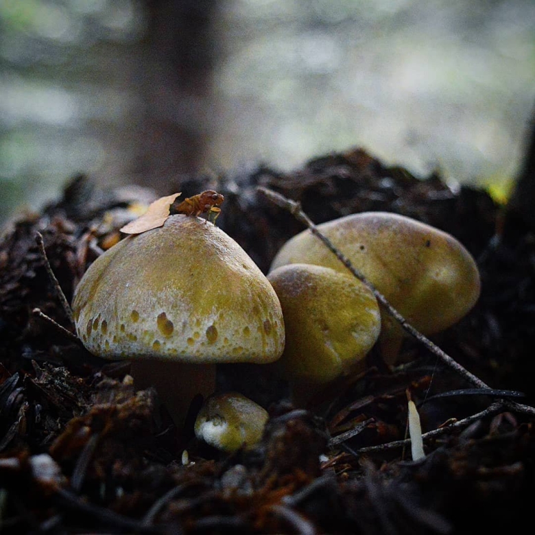 Зеленушка обыкновенная гриб