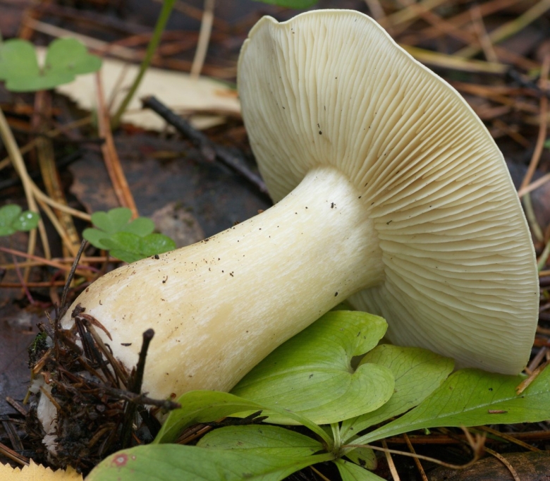 Грибы рядовка мыльная