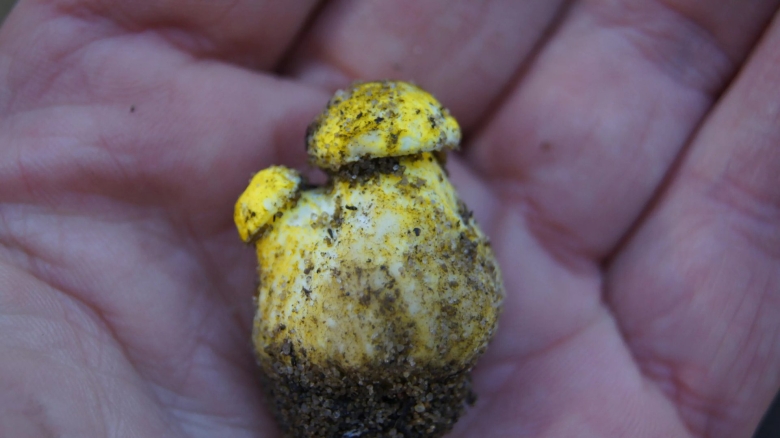 Зеленушка гриб в песке