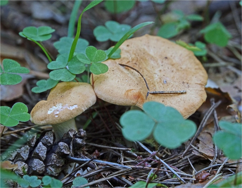 Ежовик желтый гриб