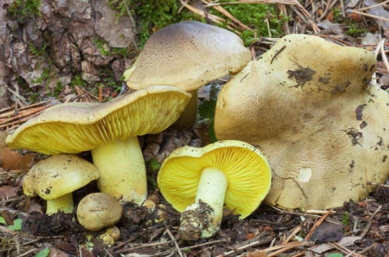 Рядовка зеленая зеленушка