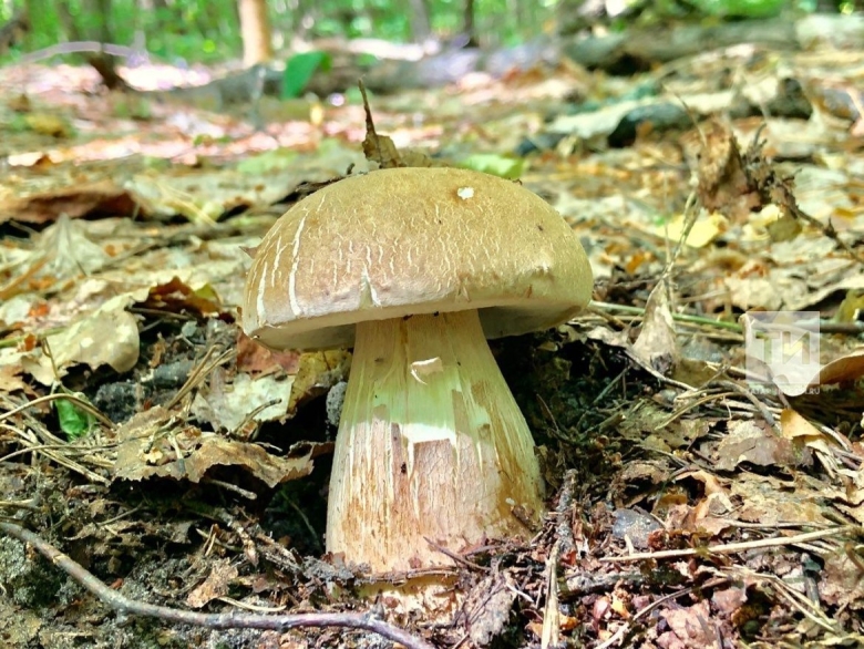 Съедобные грибы Татарстана