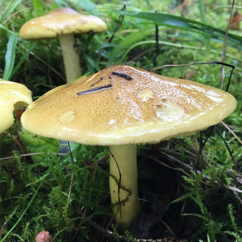 Гриб зеленуха желтопузая десертная