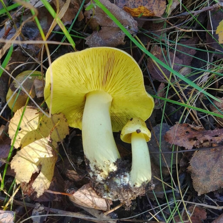 Зеленушка гриб съедобный