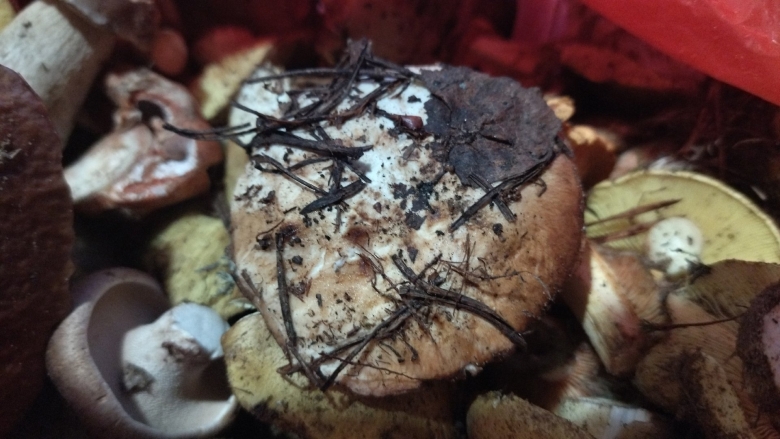 Гриб в лесу