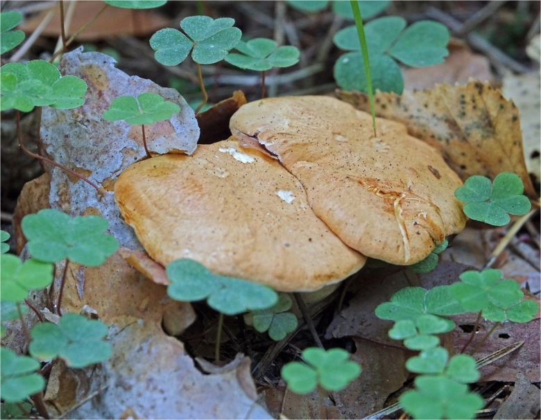 Свинушка болетовые