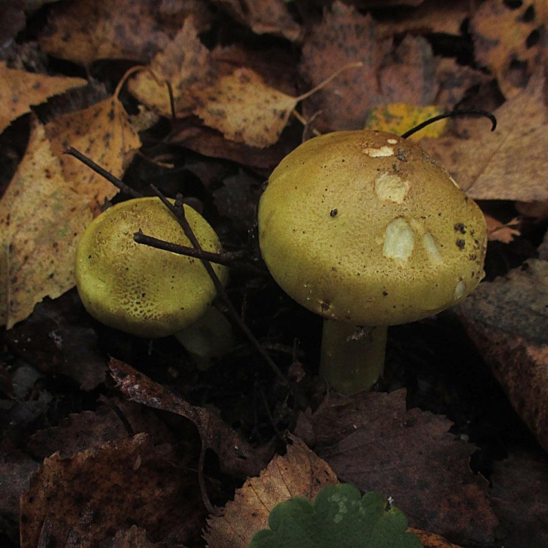 Рядовка зеленая зеленушка