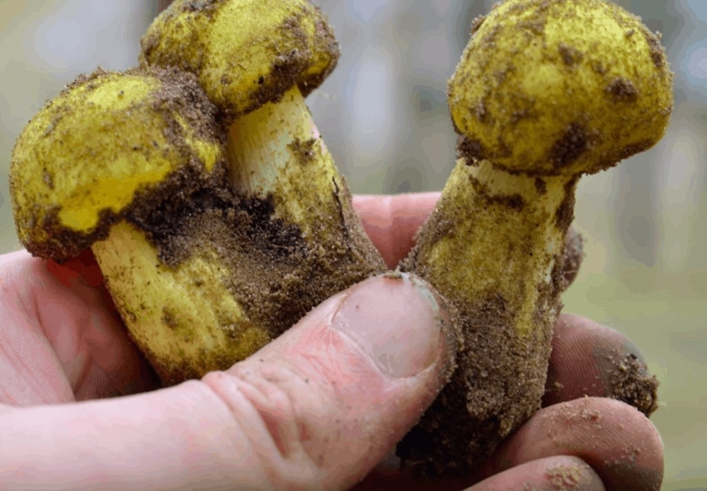 Зеленушка гриб песчаный