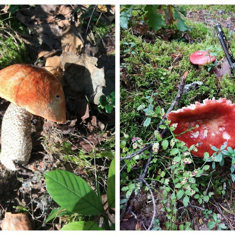 Подосиновик красноголовик