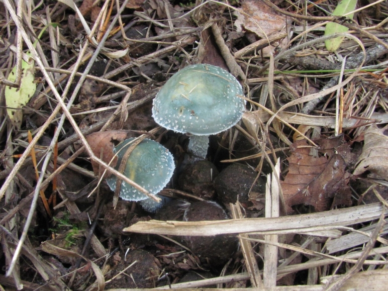 Голубой гриб Entoloma hochstetteri