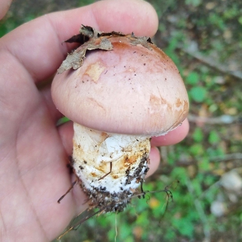 Паутинник голубовато опоясанный cortinarius balteatocumatilis