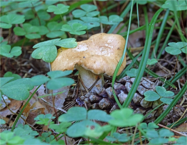 Ежовик желтый гриб