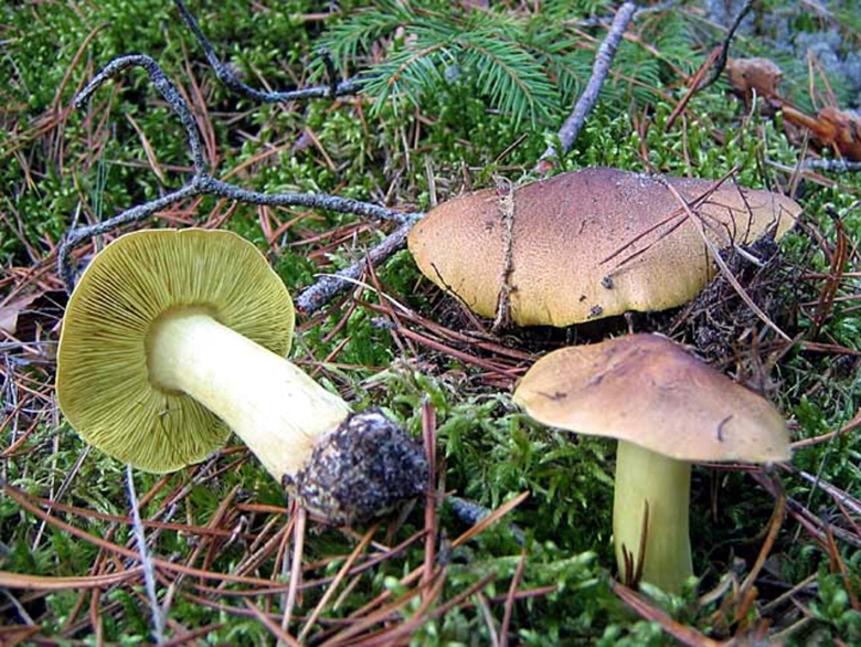 Зеленушка обыкновенная