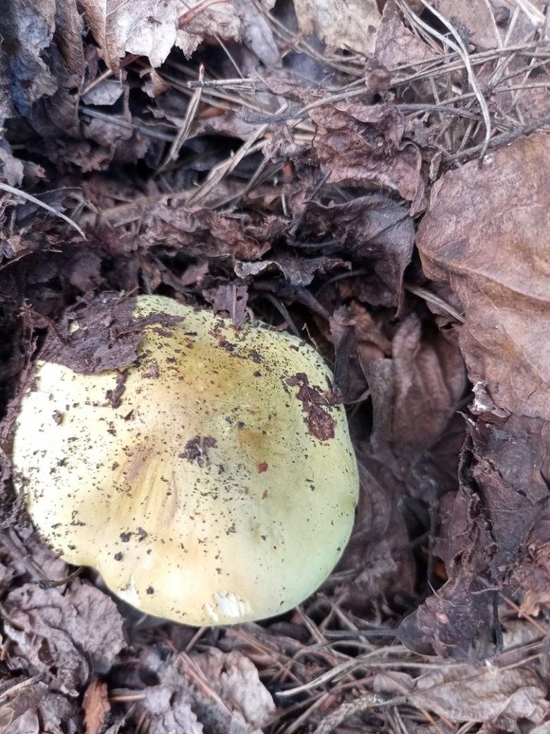 Грибы Алтайского края