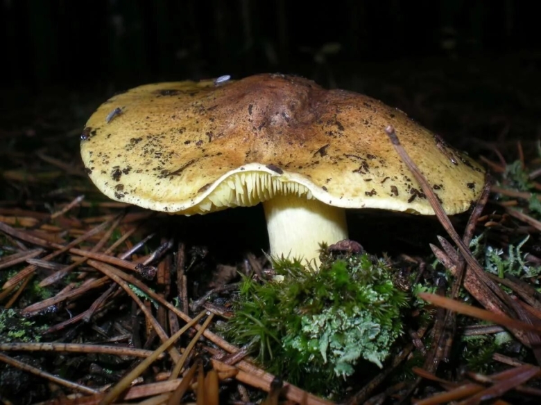 Зеленушка обыкновенная гриб