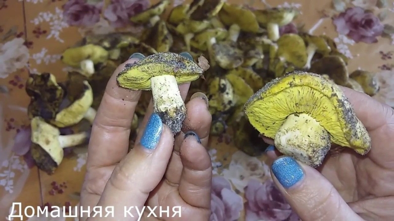 Грибы зеленушки маринованные