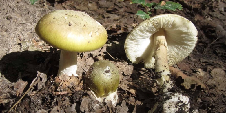 Бледная поганка (amanita phalloides)