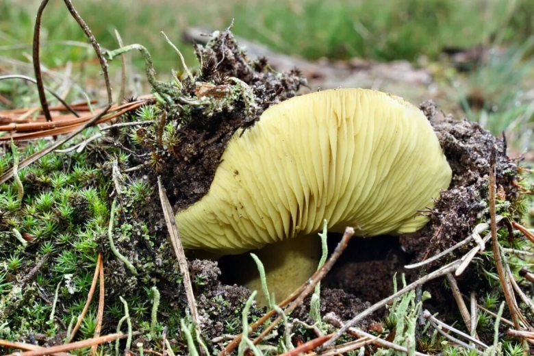 Зеленушка гриб съедобный