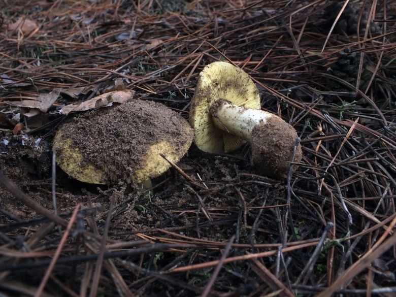 Гриб зеленушка