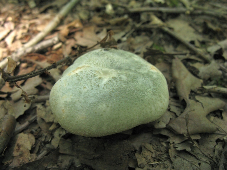 Сыроежка вильчатая