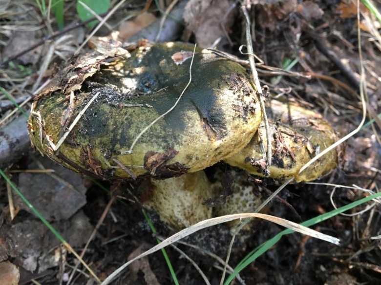 Грибы черный груздь свинушки