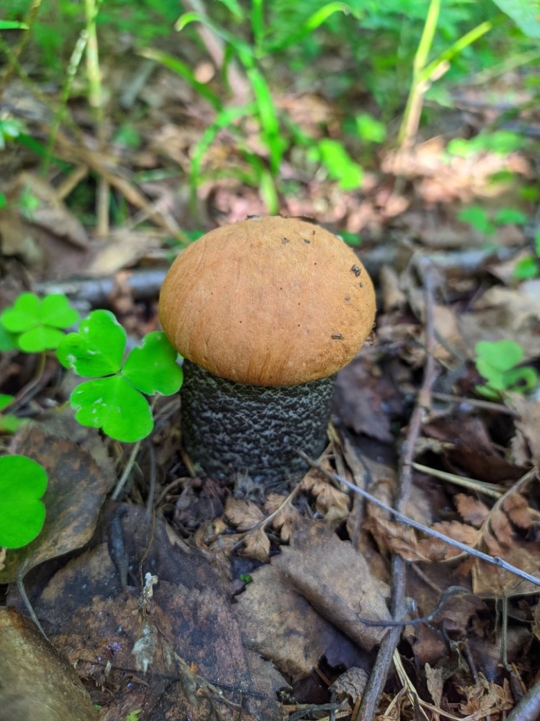 Подосиновик желто бурый