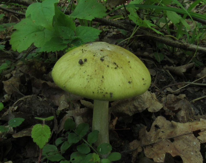 Грибы в Тульской области