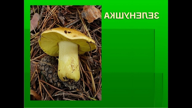 Зеленушка обыкновенная гриб